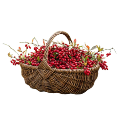 Barberry - Small and Large Fruits