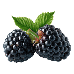 Small Fruit Blackberry - Small and Large Fruits
