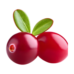 Cranberry - Small and Large Fruits