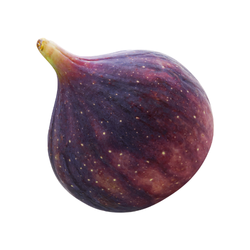 Small Fruit Fig