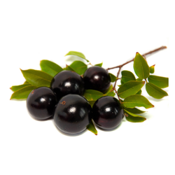 Small Fruit Jabuticaba