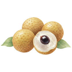 Small Fruits Longan
