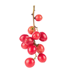 Small Fruit Miracle fruit