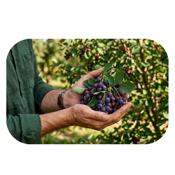 Small Fruit Serviceberry