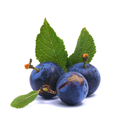 Small Fruit Sloe