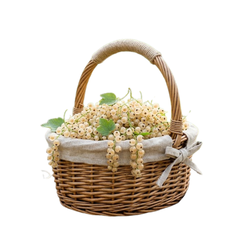 Small Fruits White currant