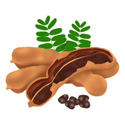 Tamarind Autumn Fruit