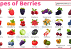 Types of Berries with Pictures: List of 60+ Berries with Names