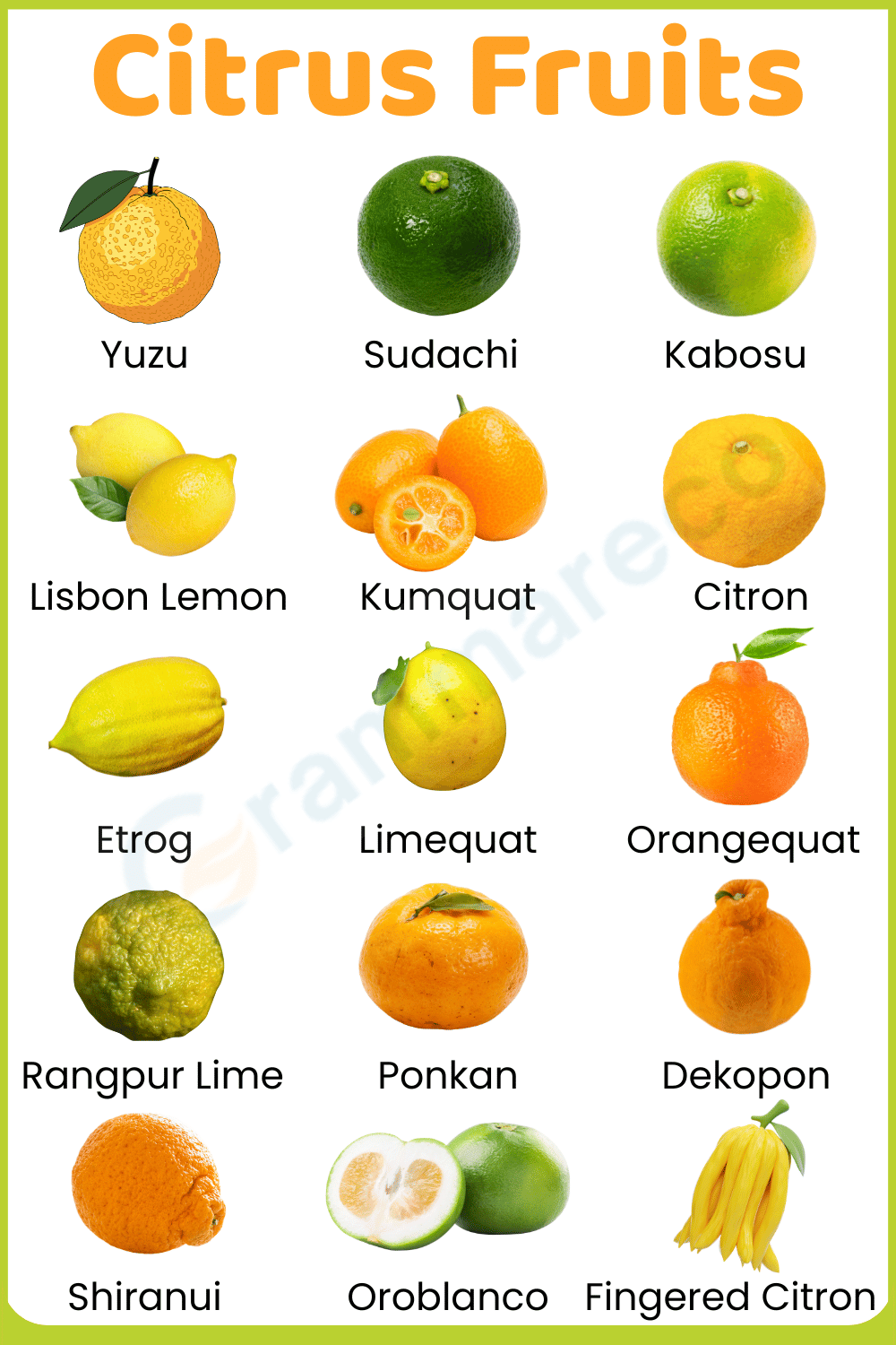 Oranges, Mandarins, Lemon, Lime Citrus Fruits Types
