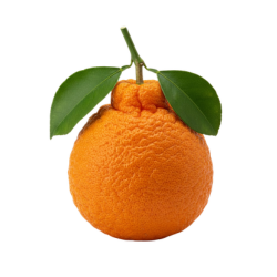 Volkamer Lemon - Citrus Fruit Names