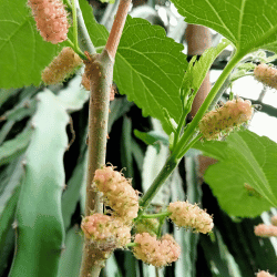White mulberry
