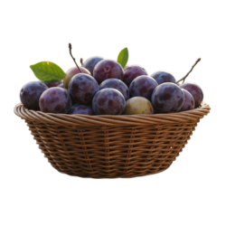 Wild Plum

