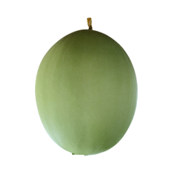 Winter Melon Fruit with Information