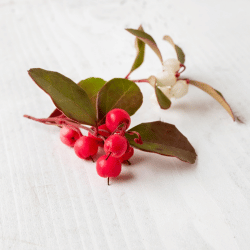 Wintergreen berry

