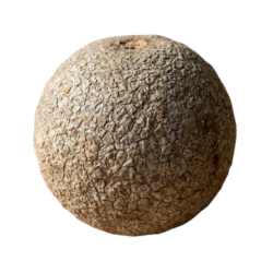 Wood Apple Bitter Fruit