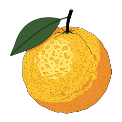Yuzu Citrus Fruit