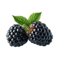 Zarzamora (Blackberry) - Fruits that Start with Z Letter