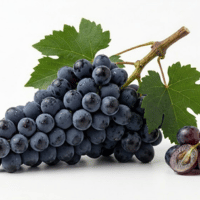 Zinfandel Grape