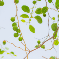 Ziziphus (Jujube Fruits)