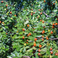 Ziziphus mauritiana