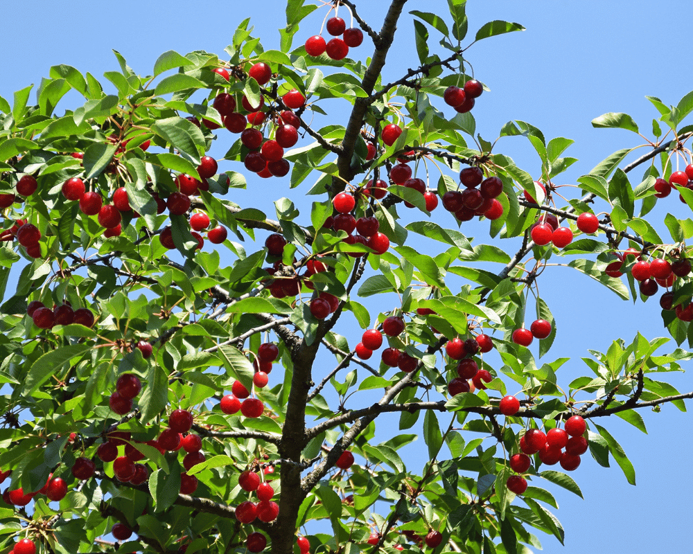Albanian National Fruits Trees