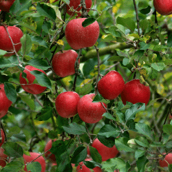 Apple (Pink Pearl) - 33 Pink Fruits Names