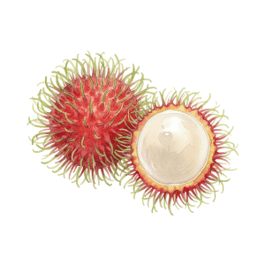 Are Rambutans Stone Fruits?