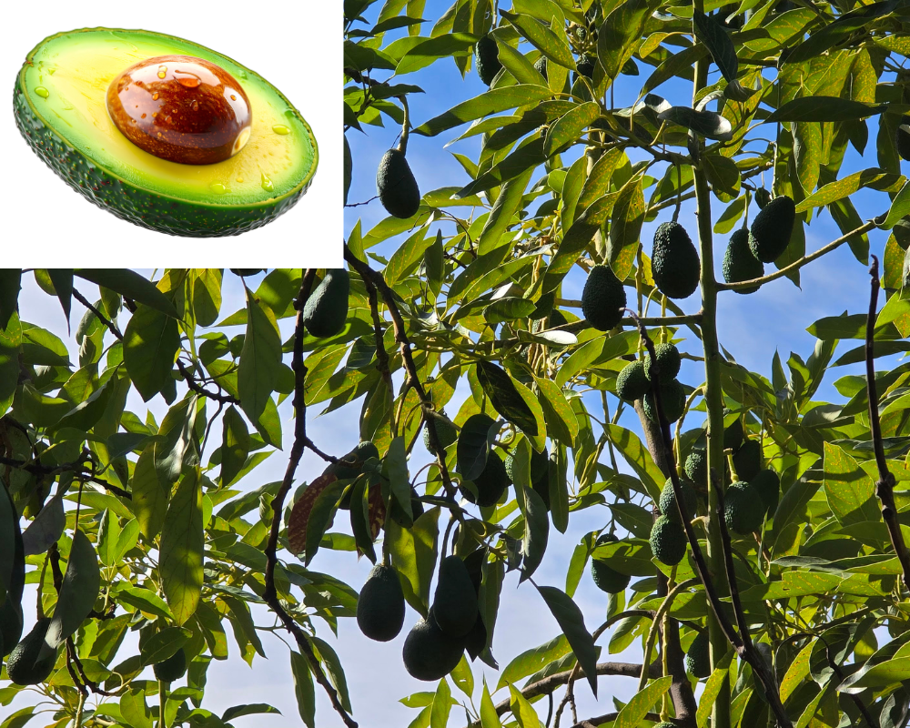 Avocado One Seed to Tree Journey