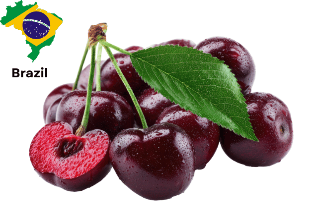 Brazil National Fruit Acai Berry