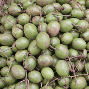 Ceylon Olive