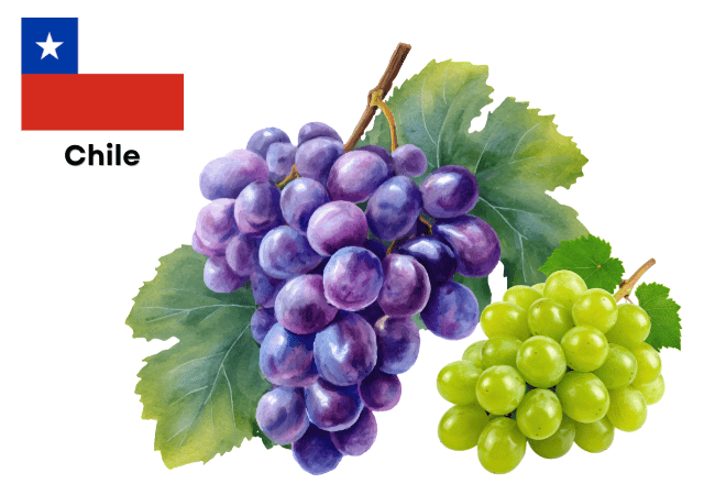 Chile National Fruit Grape