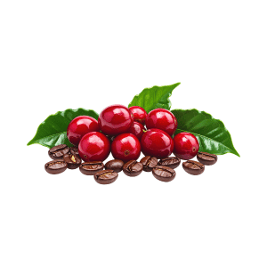 Coffee Cherry