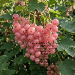 Currants Pink