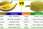 Durian Fruit vs Jackfruit: Differences, Taste, Nutrition and Uses
