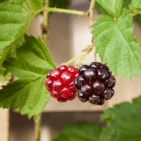 Fruits Begins with Y - Youngberry
