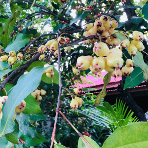 Fruits that Start with w - Wax Apple