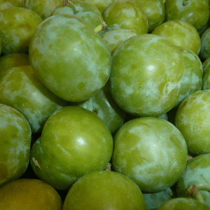 Greengage Plum - Stone Fruits