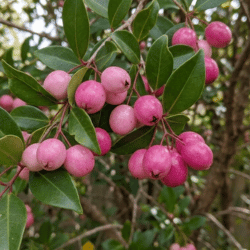 Lilly Pilly (Berries)