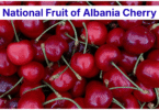 National Fruit of Albania Cherry: Meaning, History, and Importance