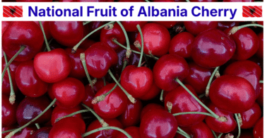 National Fruit of Albania Cherry: Meaning, History, and Importance