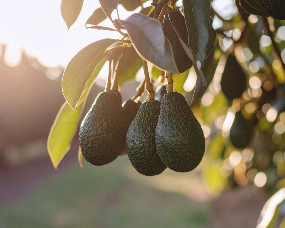 National Fruit of Mexico - Hass Avocado