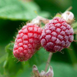 Loganberry