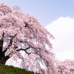 Pink Weeping Cherry Fruit with Facts and Image
