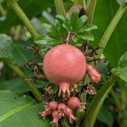Pomegranate