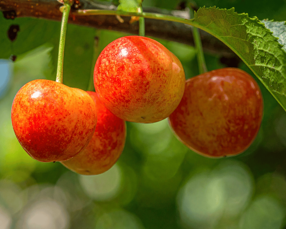Rainier Cherry - National Fruit of Albania Types