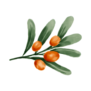 Sea Buckthorn
