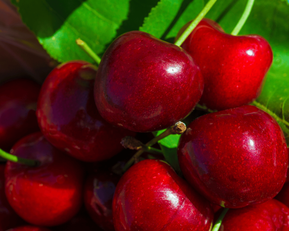 Types of Cherries - Lapins Cherry