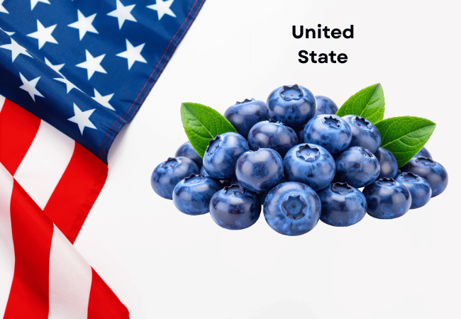 United States National Fruit Blueberry with Picture