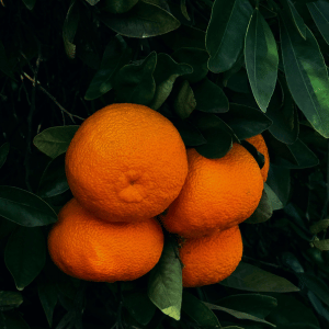 V Fruit - Valencia Orange
