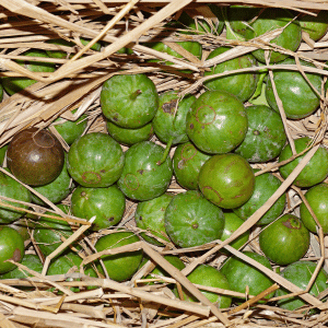 Vangueria: Fruit that Starts with V with their Pictures